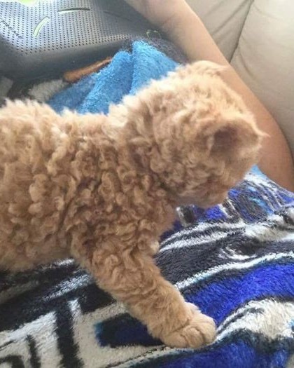 curly kittens selkirk rex breed miss depesto 3 598d715322e23 700.jpg