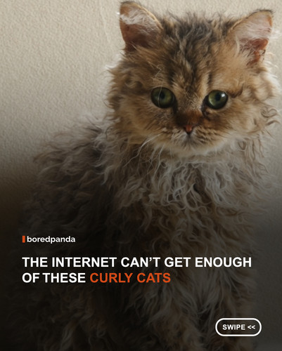 swipe to read.jpg