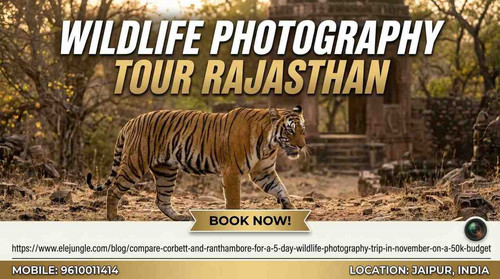 Capture the Wild: Ultimate Wildlife Photography Tour Rajasthan.jpg