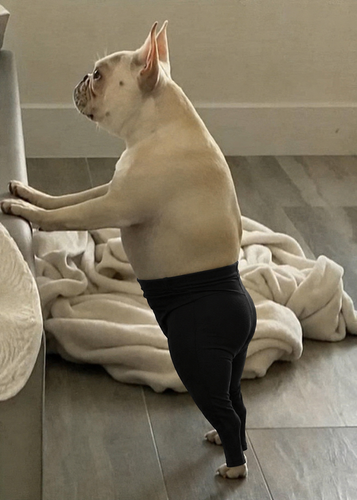 dog.png