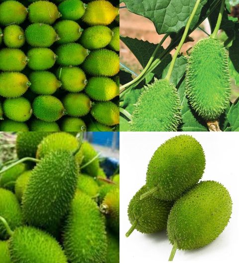 12 desi kantola seeds beez ibains original imahazyvv2yzczha.jpg