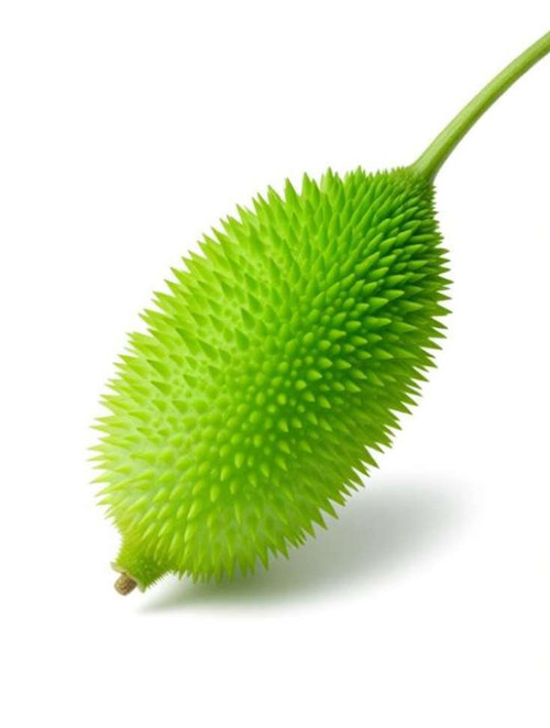 13 kakoda kantola seeds hybrid kakrol seeds hybrid seedsqlty enriched 1 original imagrewfphpqnwh4.jpg