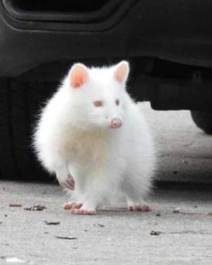 albino raccoon v0 xudy2tjttufa1.jpg