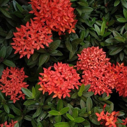 Soka Flower Ixora.jpg