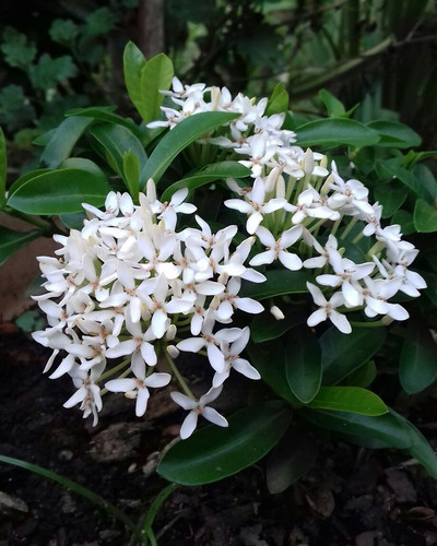 My beautiful Ixora blooms in White .jpg