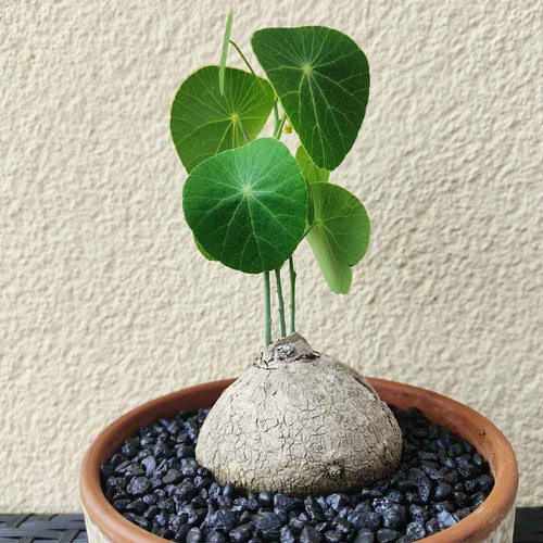 61qQ8ggi8OL. SL1000 .jpg
