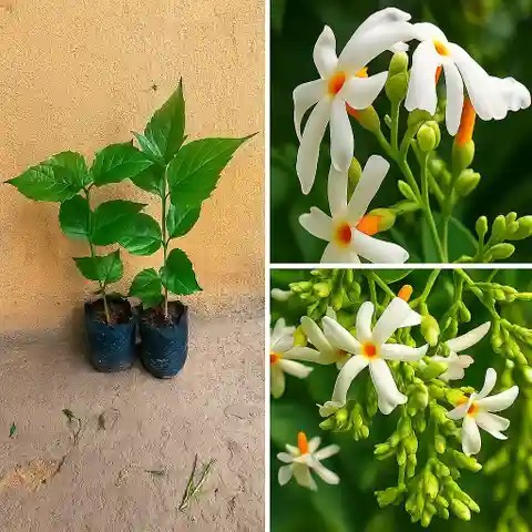yes perennial yes parijat tree plant pp s488 medium 1 grow bag original imahh65yvw2vwe5a.jpg