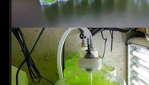 algae reactor.jpg