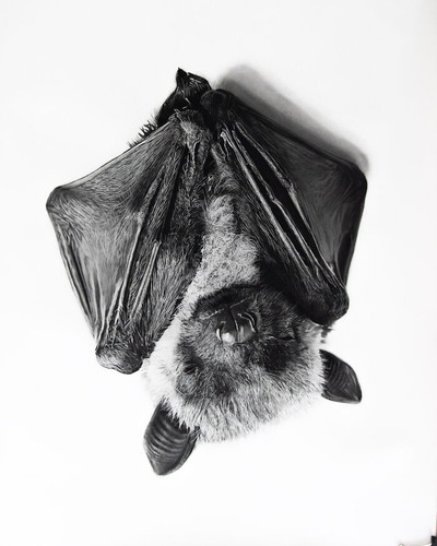 Rob Harris Art Bat 69f07cce2dadb 700.jpg