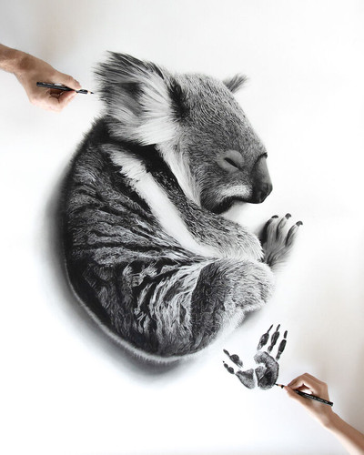 Babypaws Koala Hero 69f07cc18e22c 700.jpg