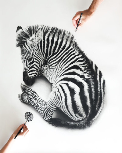 Babypaws Series Zebra 69f07cc613452 700.jpg