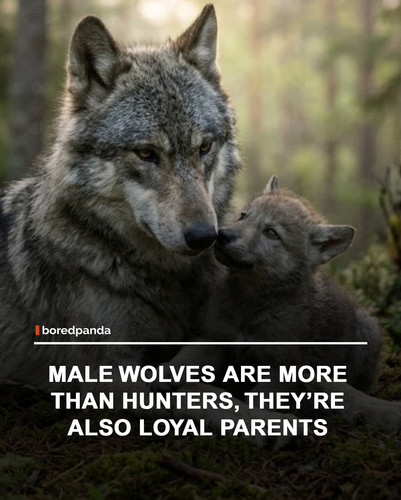 img facts.jpg
