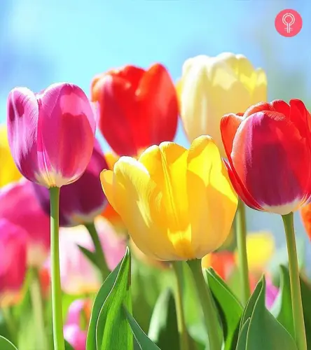 Beautiful Flowers.jpg.webp
