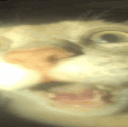 wtf 4x(1).gif