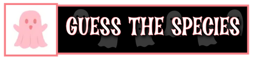ghstgrl post headers guess species.png