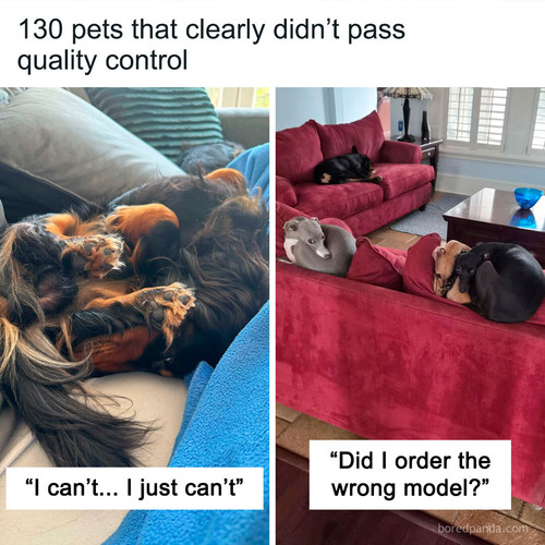 cute silly ikea pets.jpg