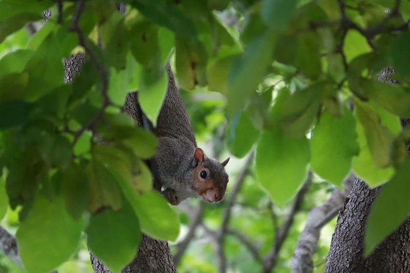 Sony RX10 V sample image, squirrel climbing down tree with leaves in foreground