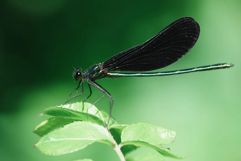 Sony RX10 V sample image, damselfly posed on leaf