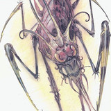 bebilith
