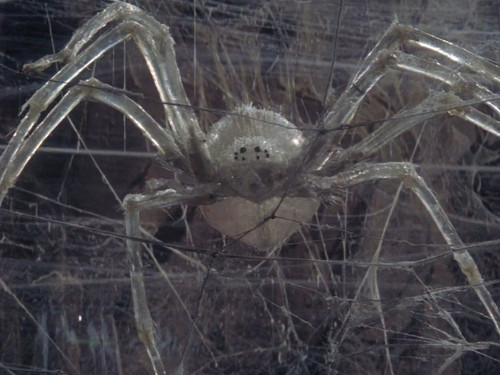 krull spider