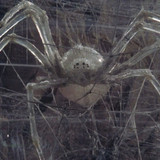 krull spider