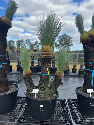 Xanthorrhoea Glauca Blue Grass Trees – Pebble and Pot Co.jpg