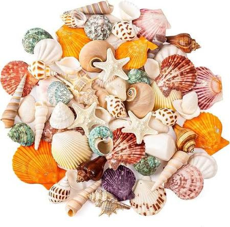 shells.jpg