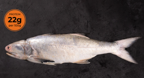 Salmon Fish.png