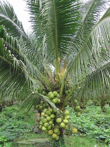 coconut plants.jpg