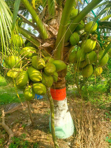 gangabardhan coconut plant.jpg
