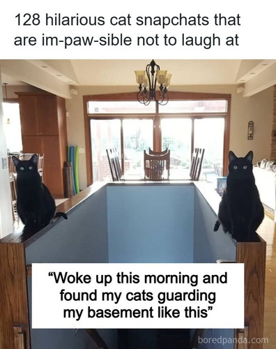 hilarious cat snapchats.jpg