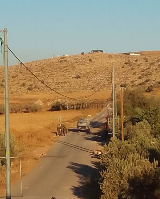 صورة الخبر