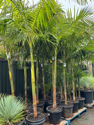 Bamboo Screening in Sydney | Best Privacy Screening Plants.jpg