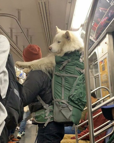 40 New Photos Of Dogs Traveling In Bags That Will Instantly Brighten Your Day New Pics 6a45086360ce0.jpg