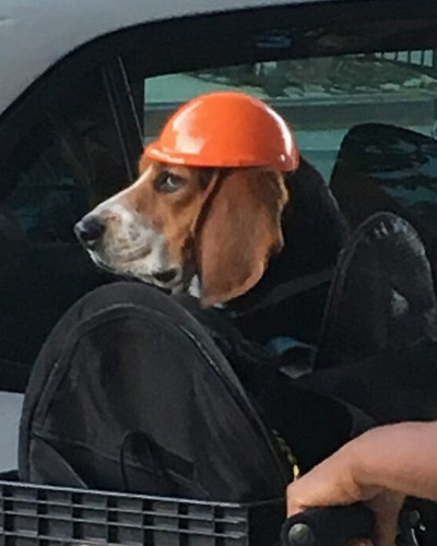 40 New Photos Of Dogs Traveling In Bags That Will Instantly Brighten Your Day New Pics 6a45081ba2f16.jpg