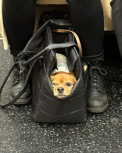 40 New Photos Of Dogs Traveling In Bags That Will Instantly Brighten Your Day New Pics 6a4508ca8217e.jpg