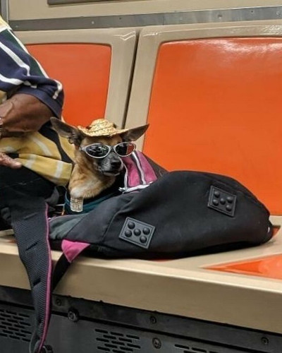 40 New Photos Of Dogs Traveling In Bags That Will Instantly Brighten Your Day New Pics 6a4508e30f0af.jpg