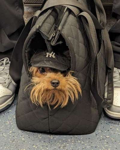 40 New Photos Of Dogs Traveling In Bags That Will Instantly Brighten Your Day New Pics 6a4508197603c.jpg