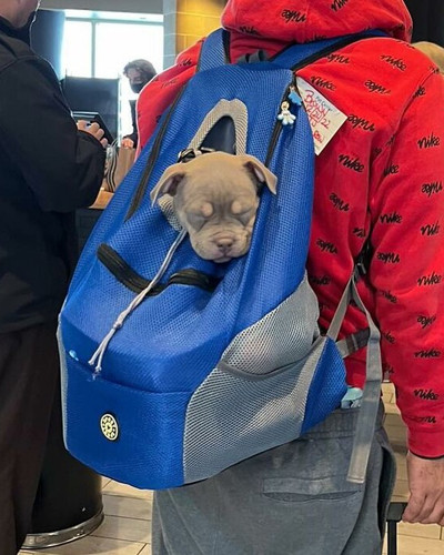 40 New Photos Of Dogs Traveling In Bags That Will Instantly Brighten Your Day New Pics 6a45085160528.jpg