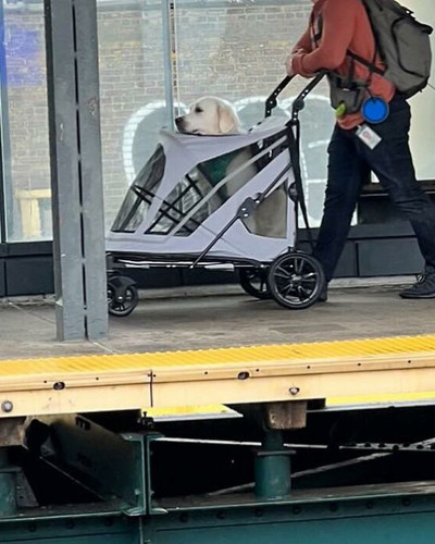 40 New Photos Of Dogs Traveling In Bags That Will Instantly Brighten Your Day New Pics 6a45083e38445.jpg