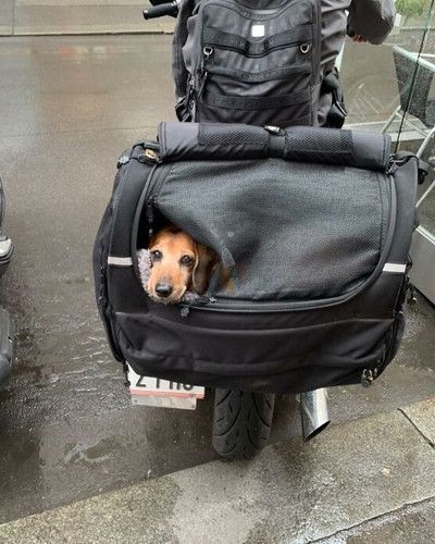 40 New Photos Of Dogs Traveling In Bags That Will Instantly Brighten Your Day New Pics 6a4508311bf3e.jpg