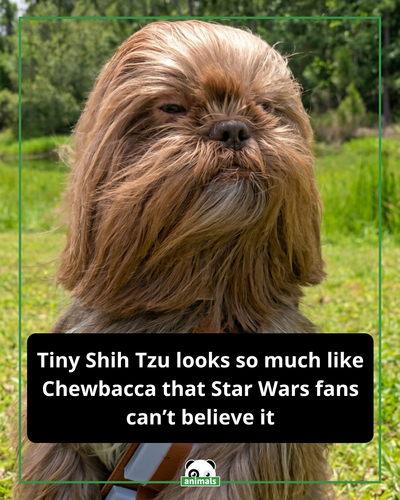 916. People can’t stop comparing this adorable dog to Chewbacca from Star Wars, and honestly, it’s e.png