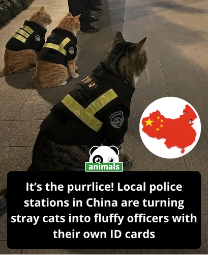 914. Across parts of China, some police stations have started welcoming stray cats and giving them a.png