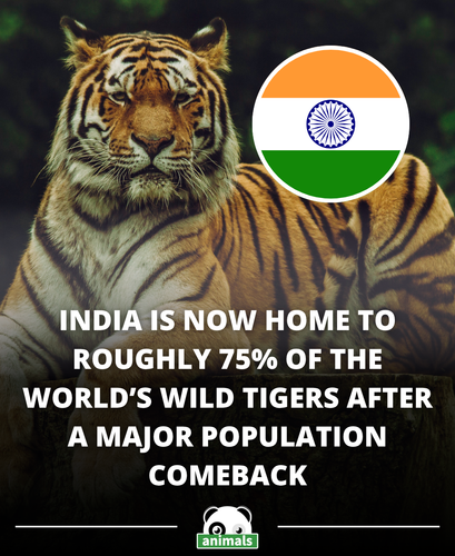 913. India’s tiger population has gone from 1,706 in 2010 to around 3,682 in 2022, a 160% increase s.png