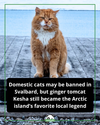 917. Deep in Norway’s Arctic archipelago of Svalbard, domestic cats are prohibited to help protect v.png