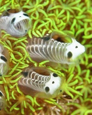these are skeleton panda sea squirts also known as v0 ooxg5hkqjzn51.jpg