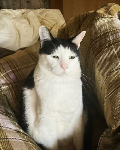 Meet Pancho the cat with the saddest face on the internet 63dbc4d70c20e 700.jpg