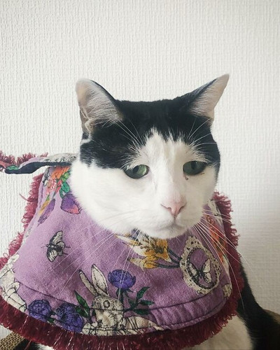 Meet Pancho the cat with the saddest face on the internet 63dbc4e59dcbc 700.jpg