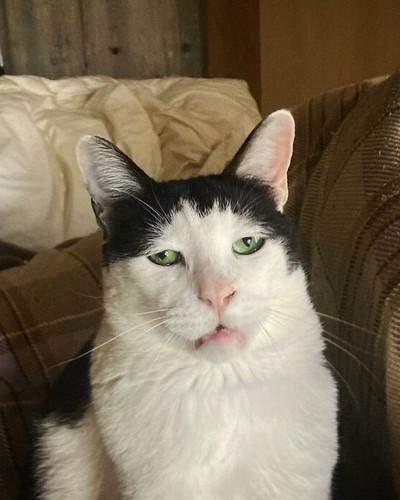 Meet Pancho the cat with the saddest face on the internet 63dbc4cf04bdb 700.jpg