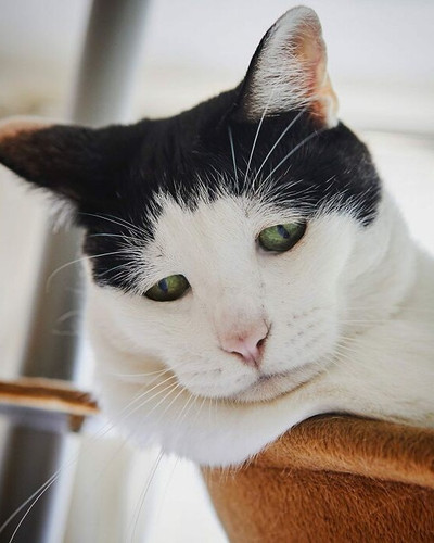 Meet Pancho the cat with the saddest face on the internet 63dbc4d46d7af 700.jpg